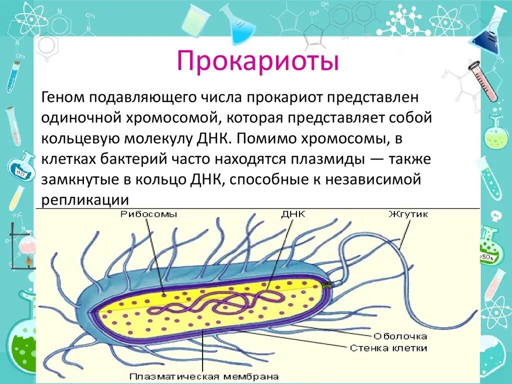 Клетка бактерии прокариоты. Строение клетки прокариот бактерии. Строение хромосомы прокариотической клетки. Царство прокариотической клетки.