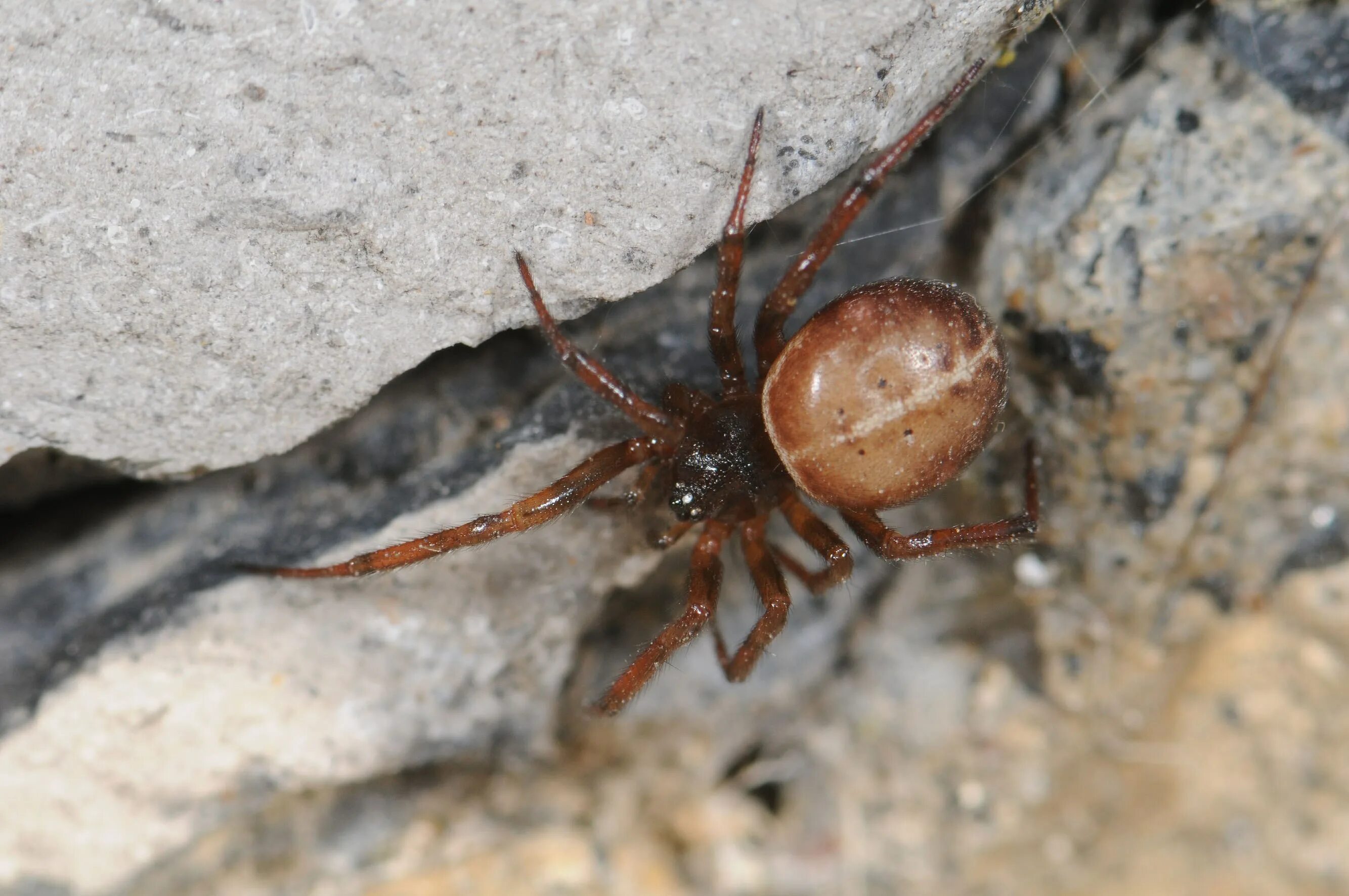 Steatoda bipunctata. Steatoda triangulosa паук. Паук стеатода Каштановая бурая. Steatoda Nobilis. Стеатода крупная