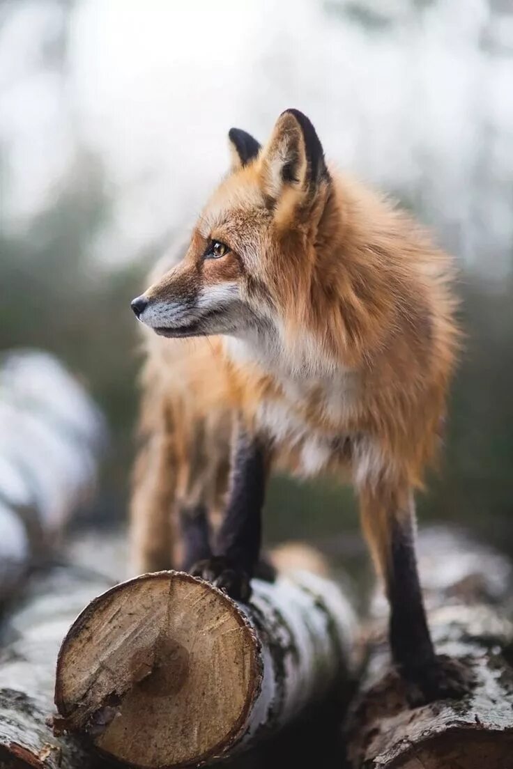 Fox because
