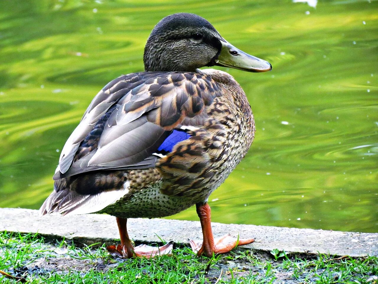Duck bird