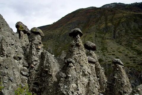 Грибы горного алтая