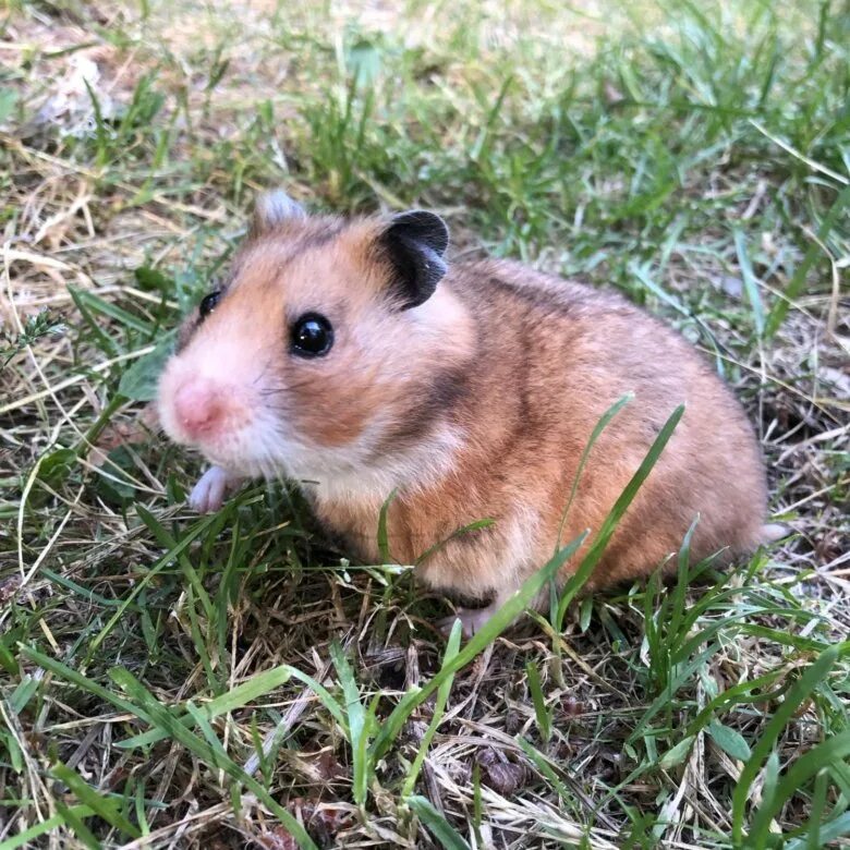 Хомячок цена. Хомяк сирийский. Хомячок сирийский (Mesocricetus auratus). Сирийский хомяк сирийский. Сирийский хомяк золотистый.