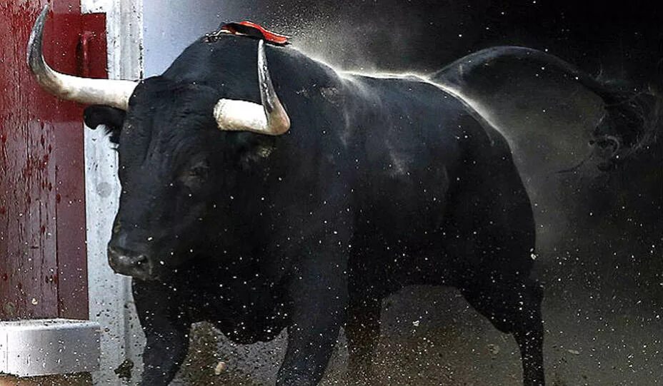 бык. сон большой черный бык. сон большой черный бык. сон большой черный бык. сон большой черный бык.