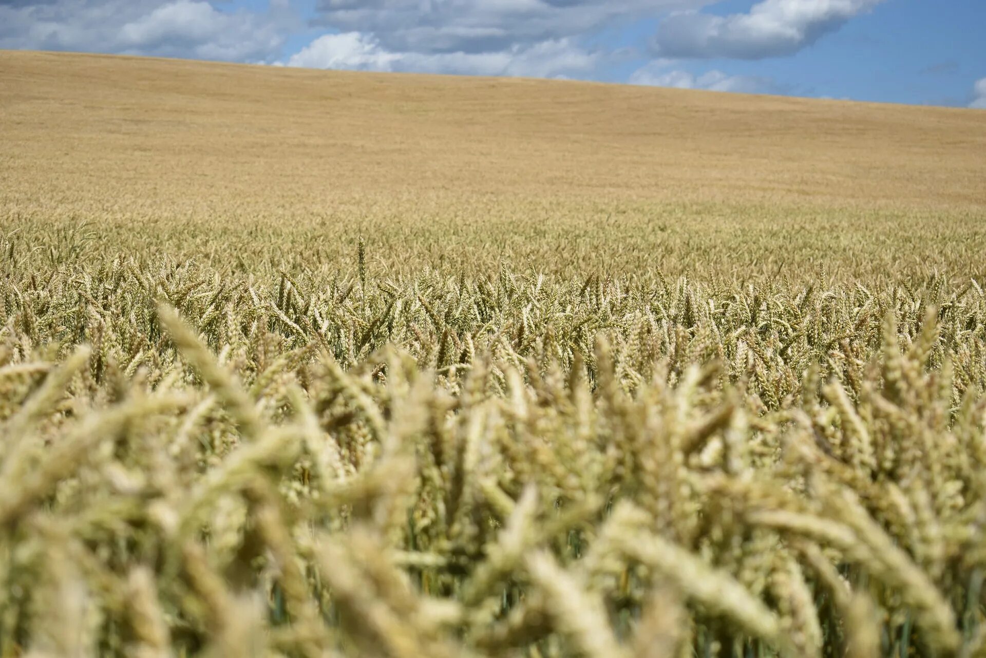 Урожайные поля. Поле зерно пиксабай. Как растет пшеница. Поле Pixabay.