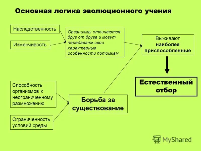 Какие направления органической эволюции привели к формированию. Наследственность организмов. Эволюционная изменчивость. Взаимосвязь наследственности и изменчивости. Роль наследственности в эволюции.