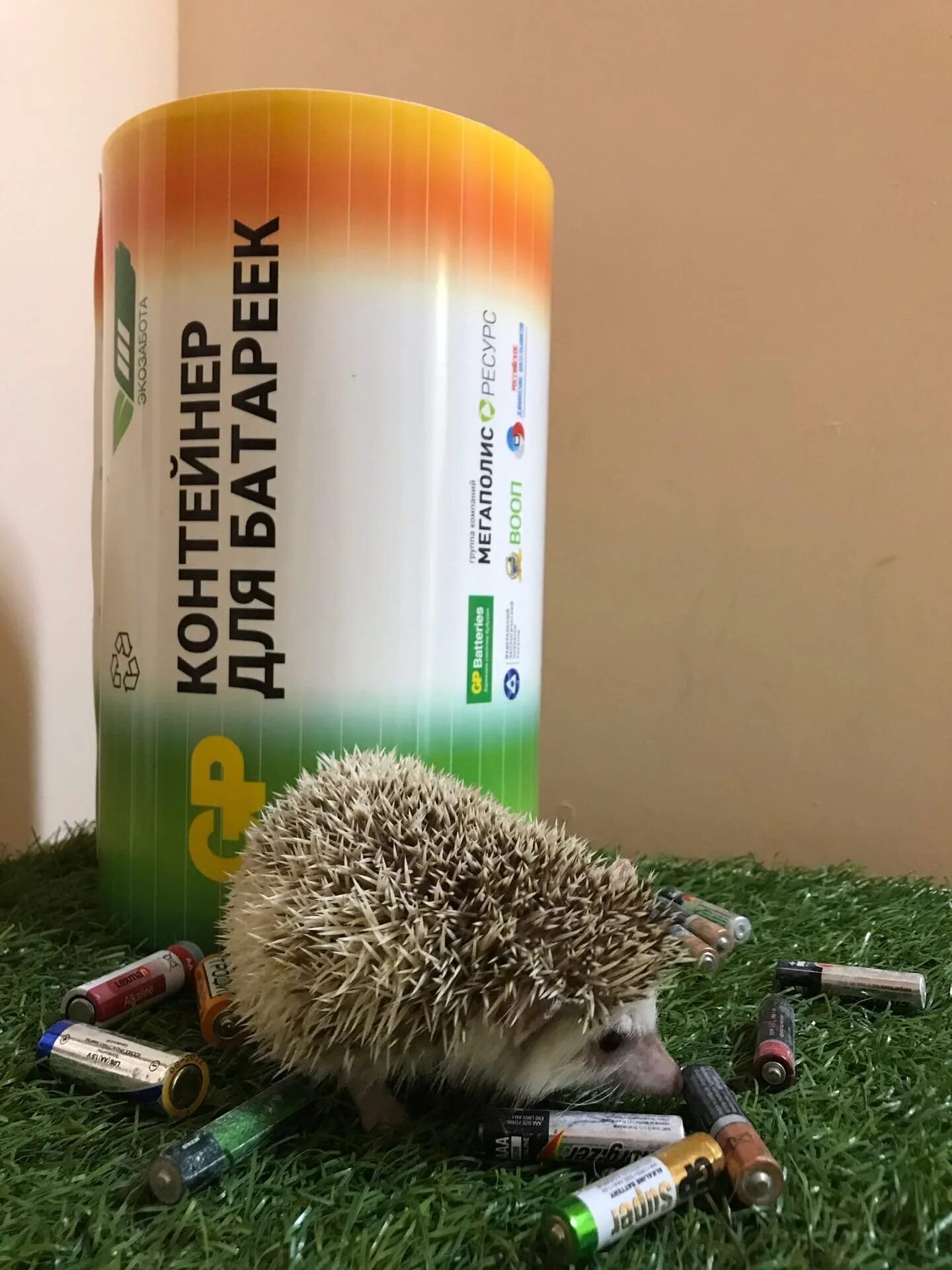 Сдал батарейку спас ежика. Акция сдай батарейку спаси ежика. Сдал батарейку спас ежика плакат. Акция собери батарейки спаси ежика. Сдай батарейку спаси ежика.