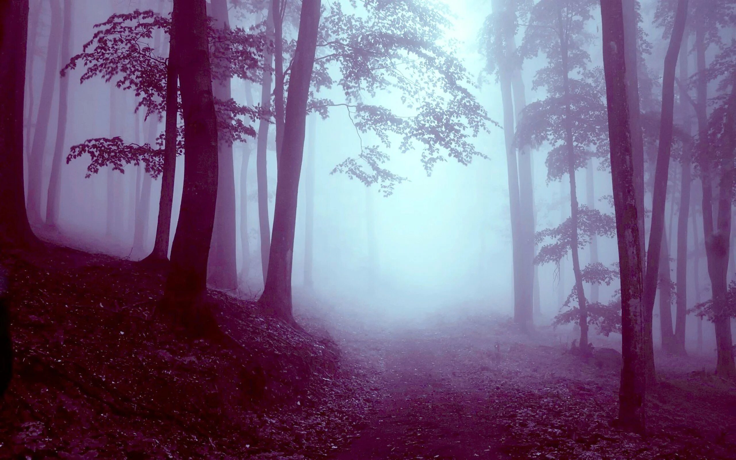 Фогги Форест. Туманный лес. Темный лес. Мрачные леса. Загадочные туманы