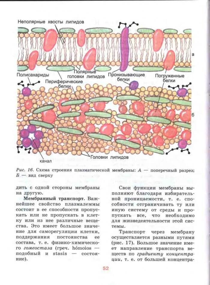 Биология шумный 11 класс. Биология 10 класс учебник шумной. Биология учебник шумный. Биология шумный Дымшиц схемы.