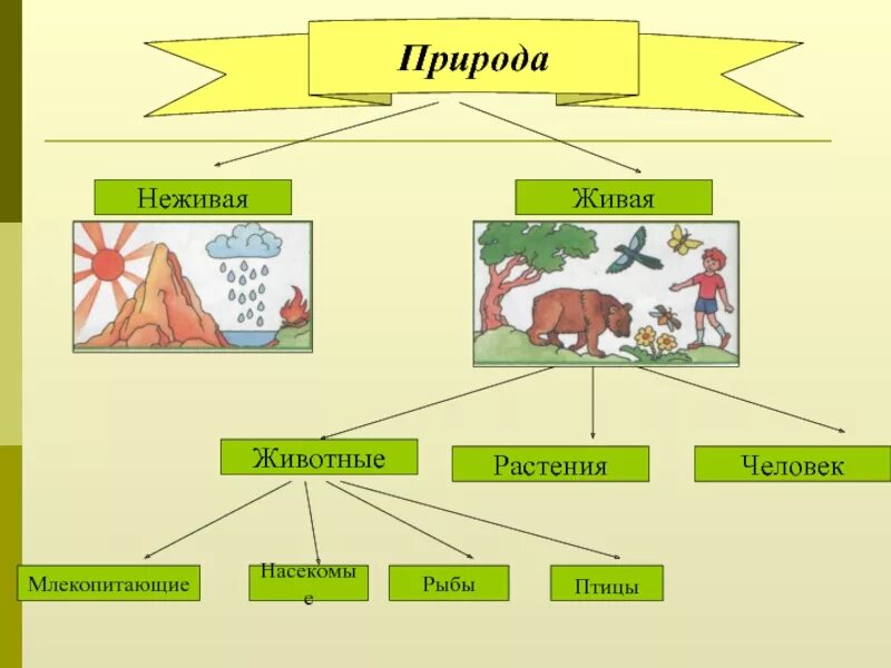 Примеры живой природы 2 класс окружающий мир. Живая природа растения животные человек. Живая природа схема. Живая и неживая природа. Связь природы и человека схема.