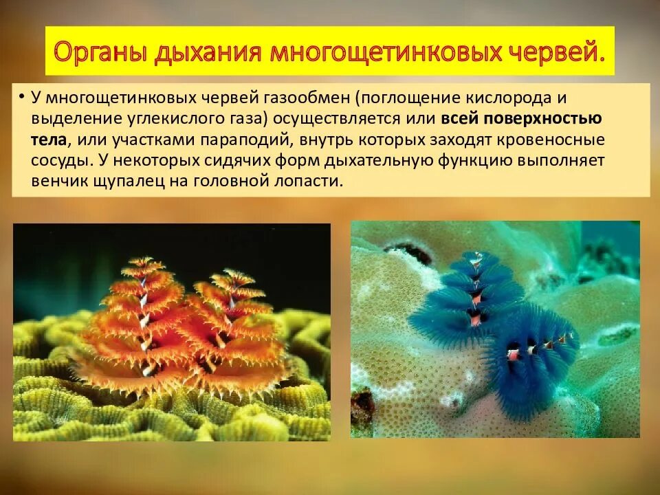 У многощетинковых червей нет органов осязания. Многощетинковые черви пищеварительная система. сидячие формы многощетинковых червей. симметрия тела многощетинковых червей. внутреннее строение многощетинковых червей таблица 7.