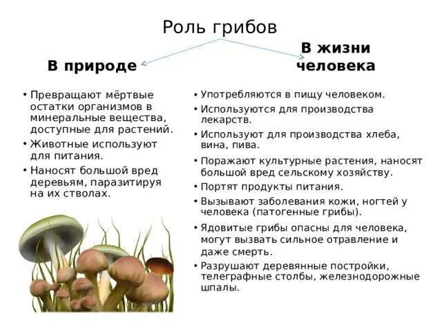 Значение бактерий и грибов. Таблица роль грибов. Роль грибов в природе и жизни человека. Роль грибов в природе и жизни человека таблица. Роль грибов в природе и для человека 5 класс биология.