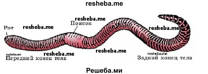 Тело дождевого червя имеет. Малощетинковые черви рисунок. Малощетинковые кольчатые черви строение. Дождевой червь строение поясок. Спинная и брюшная часть тела дождевого червя.