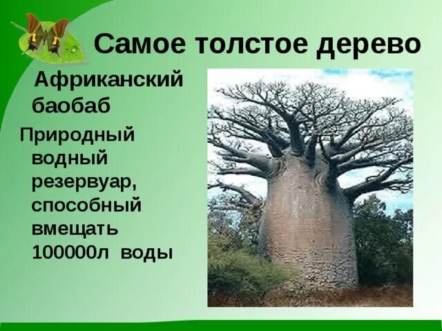 Для какой природной зоны характерно дерево баобаб. Самое толстое дерево. Самое толстое дерево в России. Растения рекордсмены баобаб. Самое толстое дерево в Сочи.