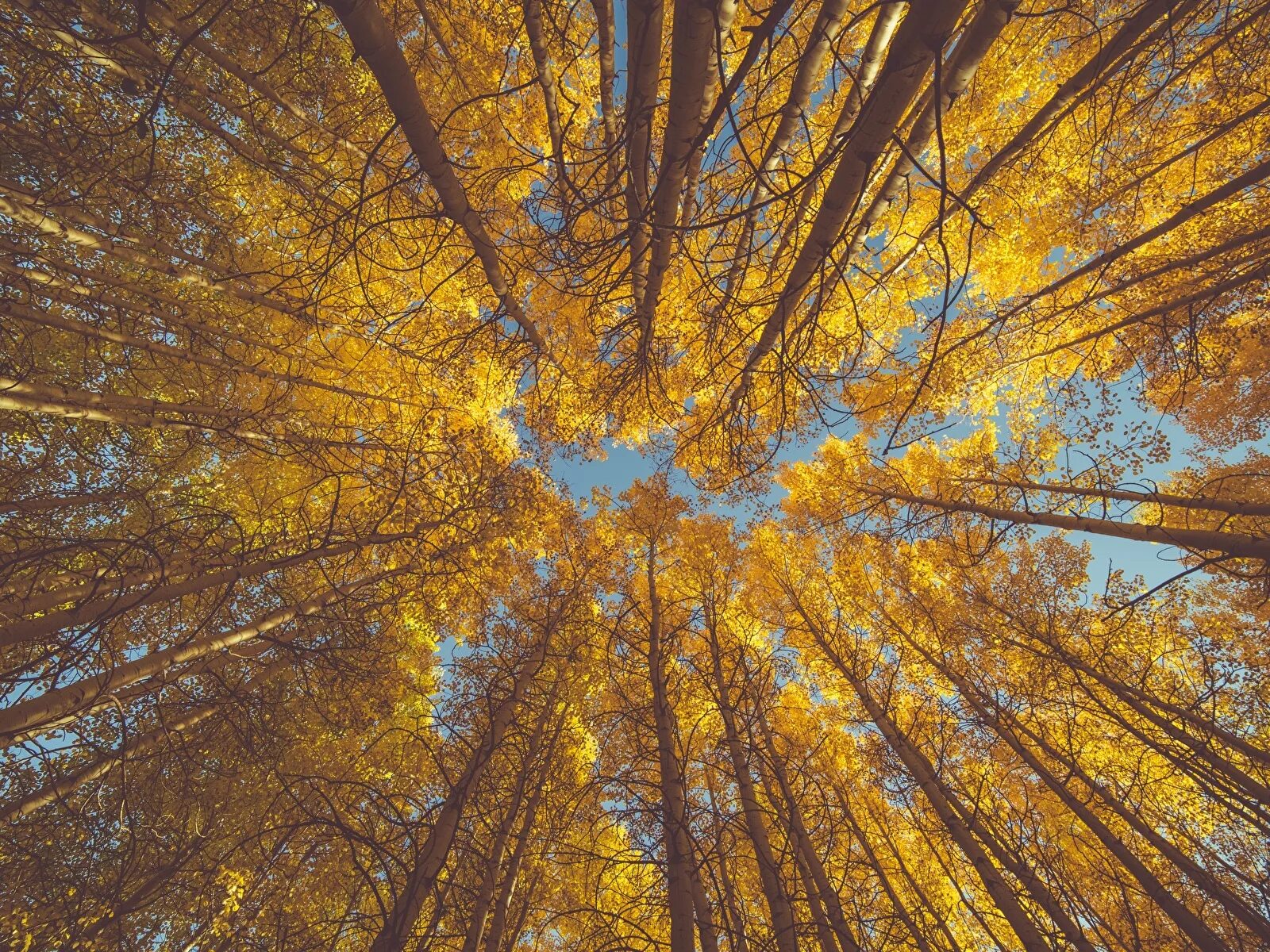 Снизу картины. Осеннее дерево. Верхушки деревьев. Осень верхушки деревьев. Кроны деревьев.