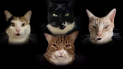 Кошачья история ужасов
