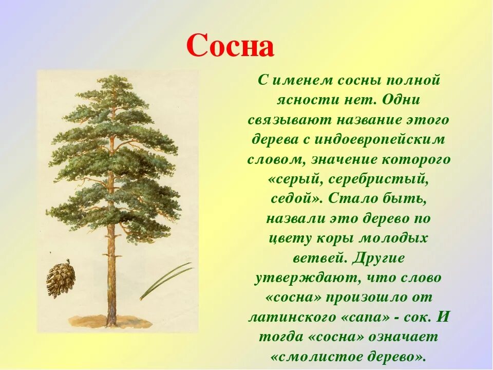 Имена обозначающие дерево. Проект про сосну. Сосна дерево ДОУ. Дерево для презентации. Сосна информация о дереве.