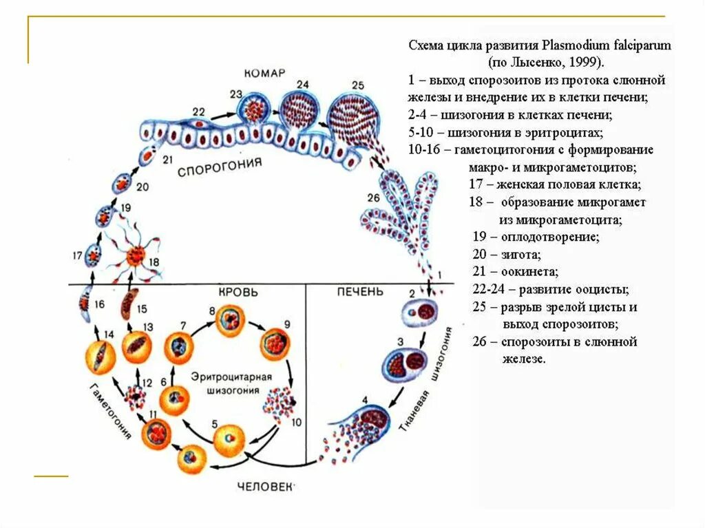 Цикл развития малярийного плазмодия. Цикл развития малярийного плазмодия схема. Жизненный цикл Plasmodium falciparum схема. Стадии жизненного цикла малярийного плазмодия. Микрогаметоцит это