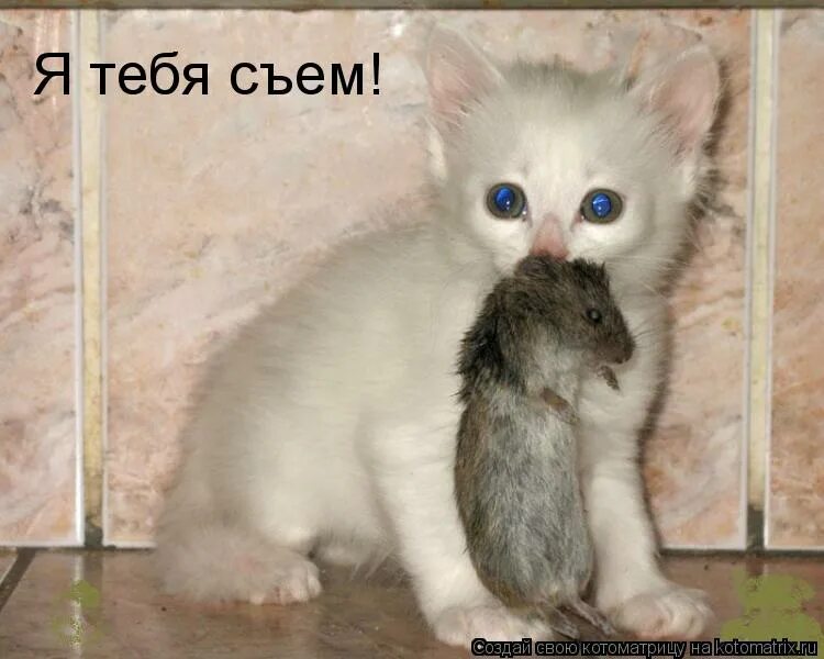 Это она а не ты. Любовь приходит. Красивые женские глаза. Это она а не ты. Прикольные коты с подписями.