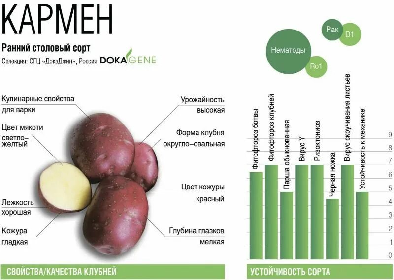 Картошка сорт Кармен. Картофель сорт ла страда. Сорт картофеля Кармен. Селекция картофеля сорта. Кармен картофель характеристика отзывы