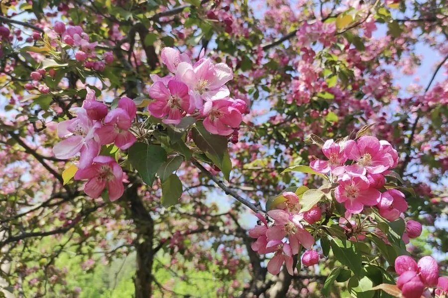 Уфимская сакура. Башкирская сакура в уфе. Башкирская сакура в уфе. Сакура уфа дерево. Башкирская сакура в уфе.