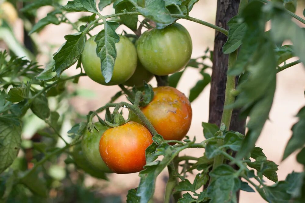 Почему помидоры краснеют. Томаты в теплице. Куст помидора. Парник для помидоров. Помидоры в огороде.
