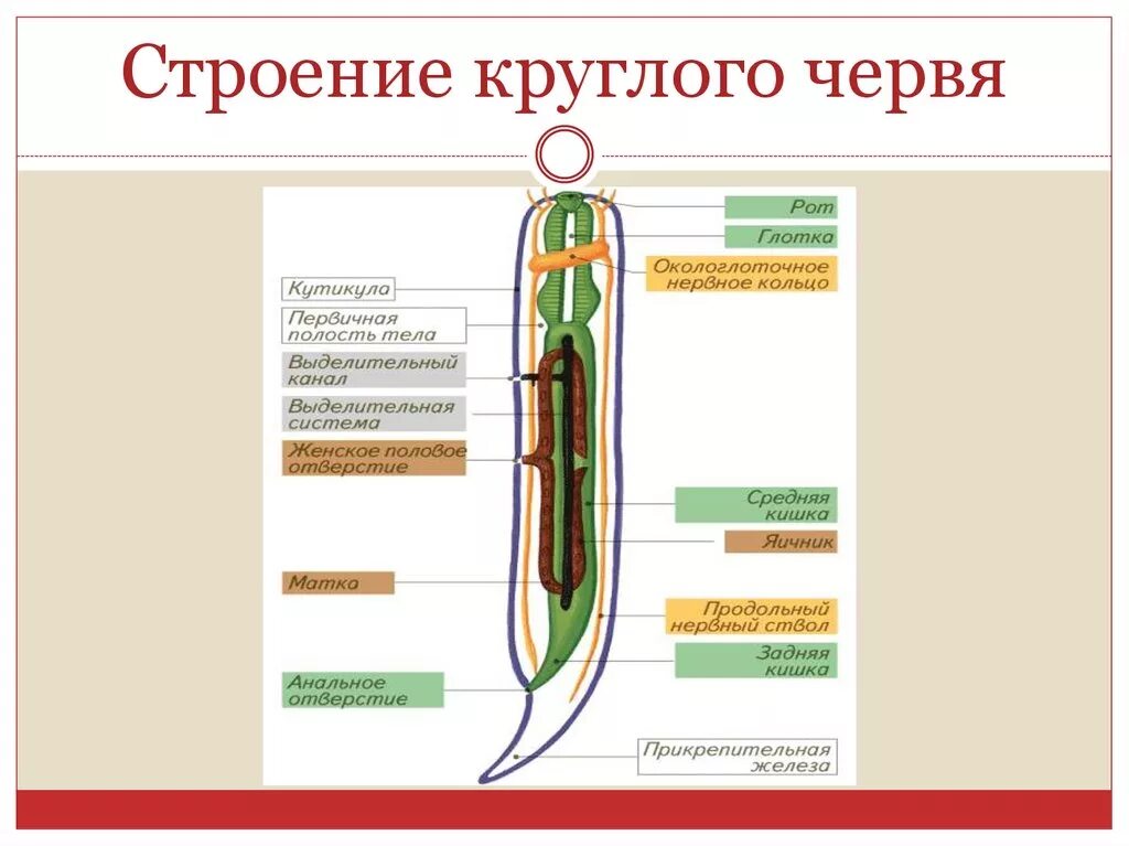 Какая система у круглых червей. Схема внутреннего строения круглых червей. Тип круглые черви стро. Выделительная система круглых червей 7. Выделительная система круглых червей схема.