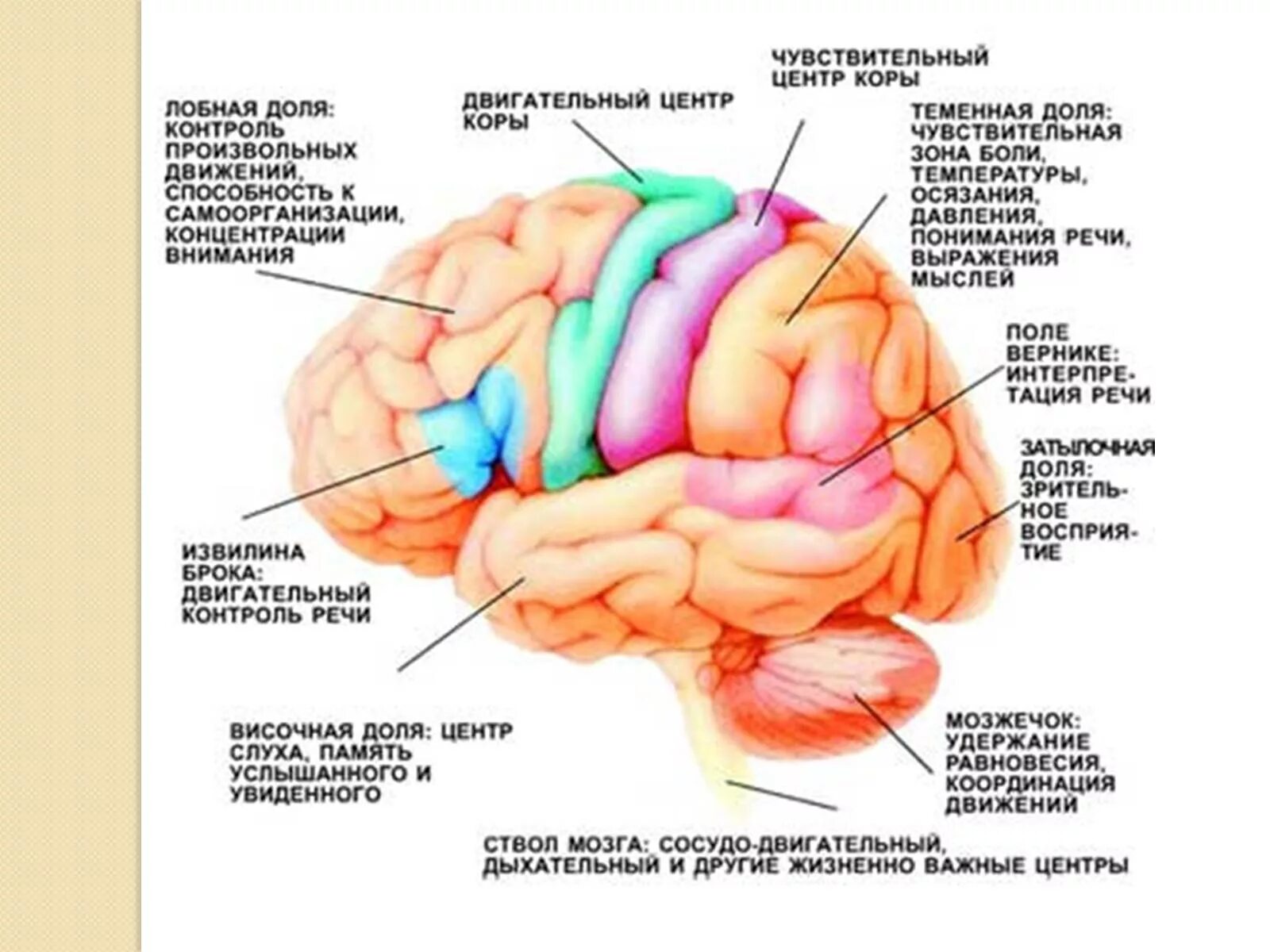 Роль коры головного мозга. Локализация функций в коре головного мозга анатомия. Локализация функций в коре полушарий мозга. Локализация двигательных функций в коре головного мозга.