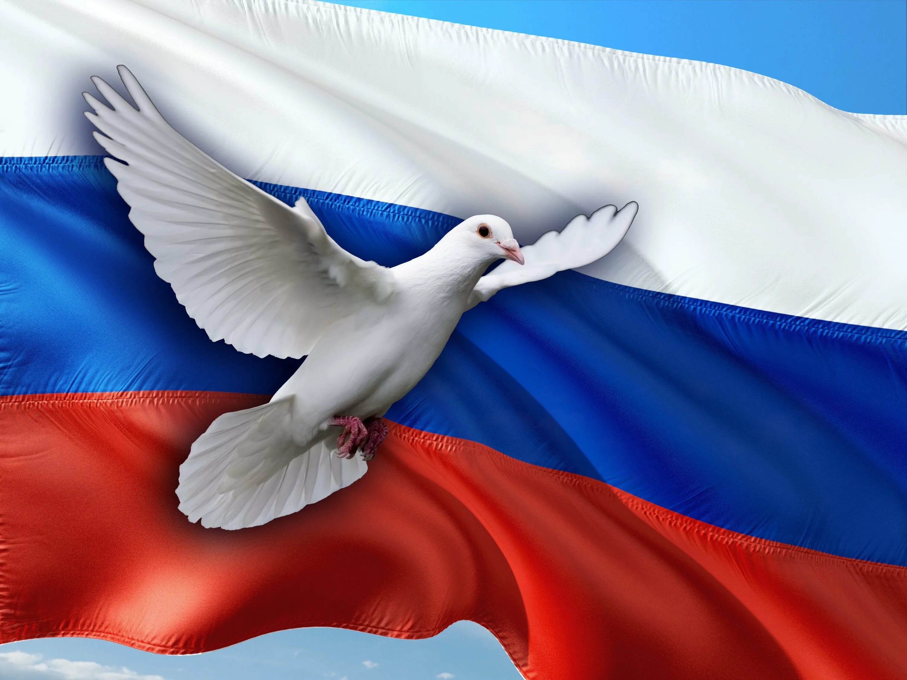 Флаг россии мир. Голубь. Голубь с флагом. Белый голубь.
