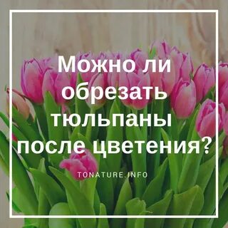 Подрезают ли тюльпаны после покупки