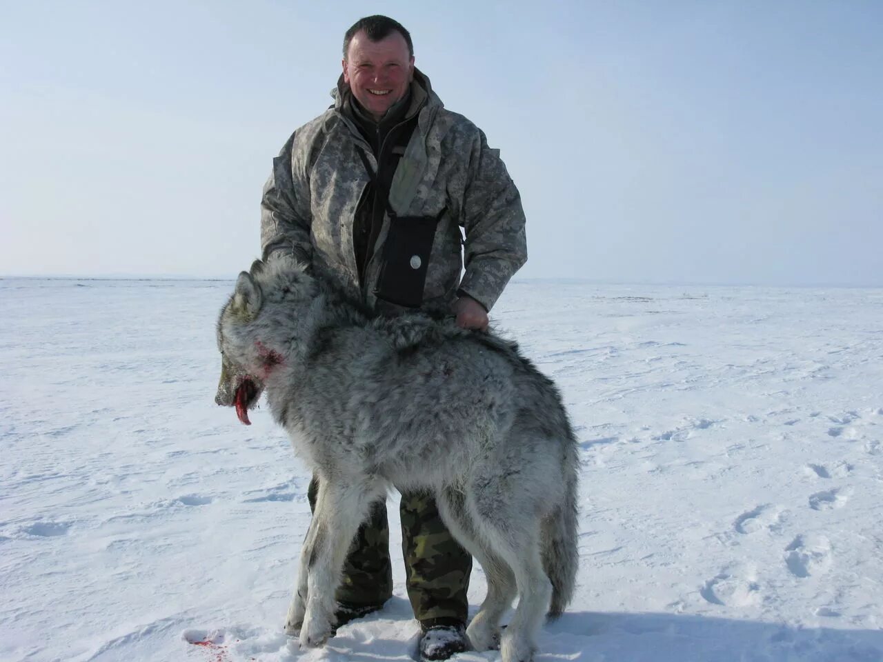 Какие волки крупнее. Полярный волк вес 120 кг. Огромный Северный волк.