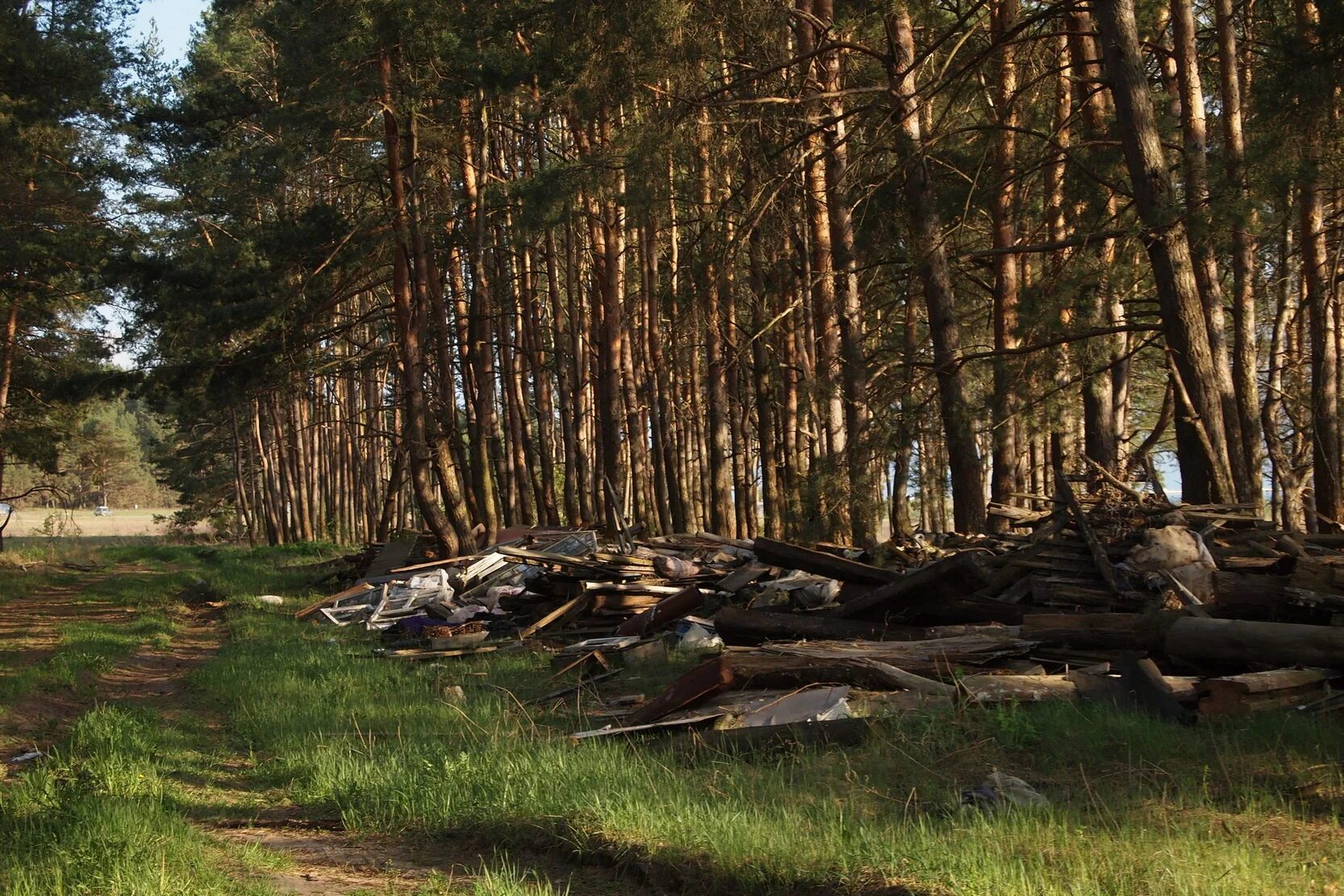 Придорожный лес. Горелый лес Курск. Свалка в лесу фото. Старый Оскол Горелый лес. Фото с корнями в лесу Корекозево.