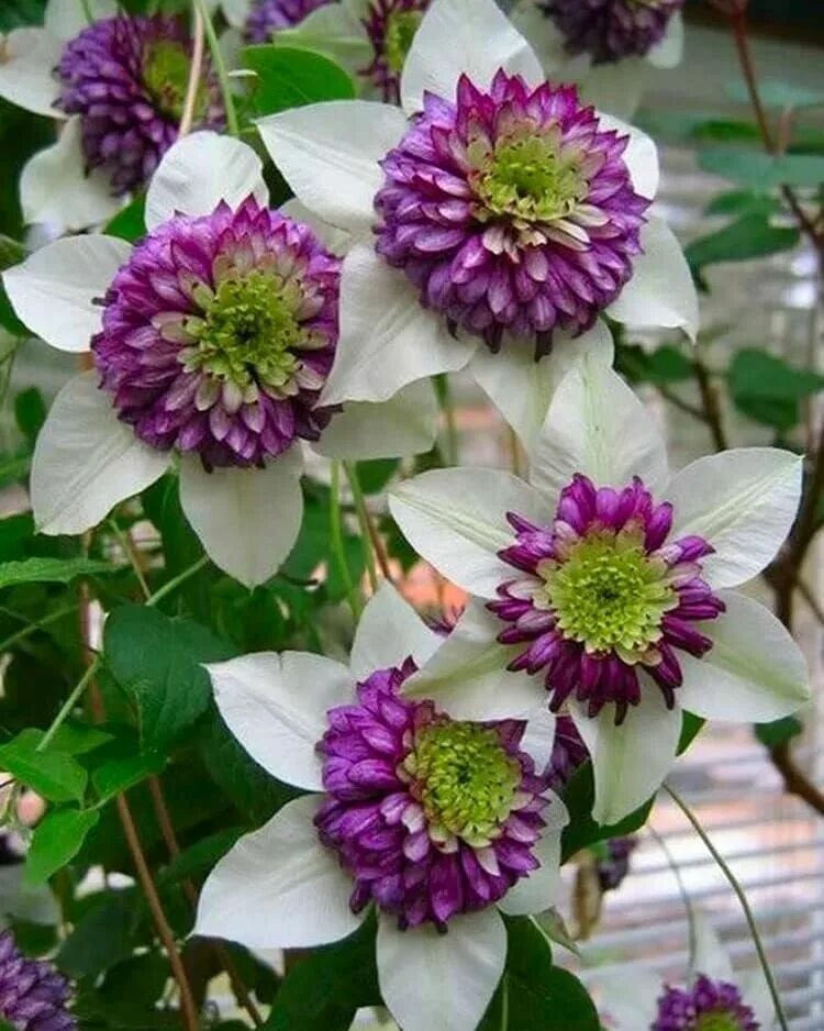 Клематис махровый сорта. Клематис Виенетта. Клематис (Clematis). Клематис Исаго.