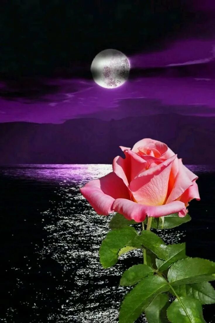Спокойной ночи цветы. Ночной цветок. Красивые ночные цветы. Спокойн Оночи с розами.