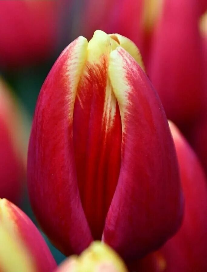 Тюльпан денмарк. Тюльпан денмарк (denmark). Тюльпан денмарк. Тюльпан веранди (триумф). Тюльпан сорт денмарк.