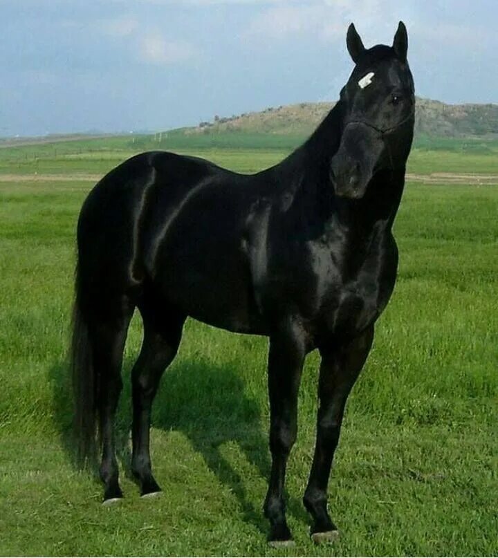 Карачаевская лошадь купить. Вороная Кабардинская лошадь. Фризская Аппалуза. Карачаевская лошадь Вороная. Кабардинская порода лошадей.