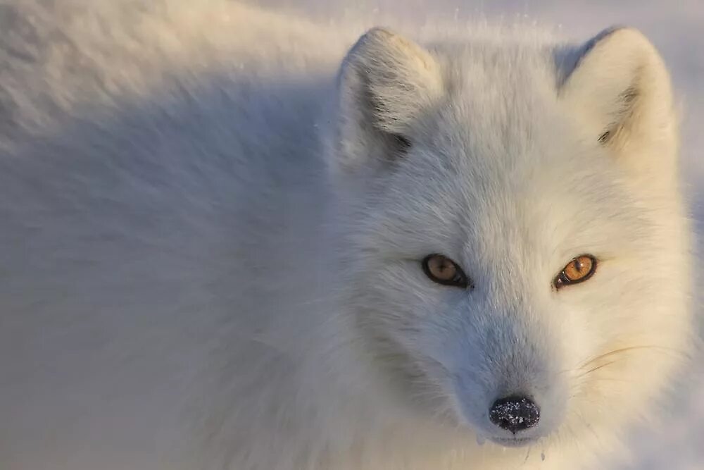 песец белый. песец морда. песец норвегия. песец и волк. песец белый.