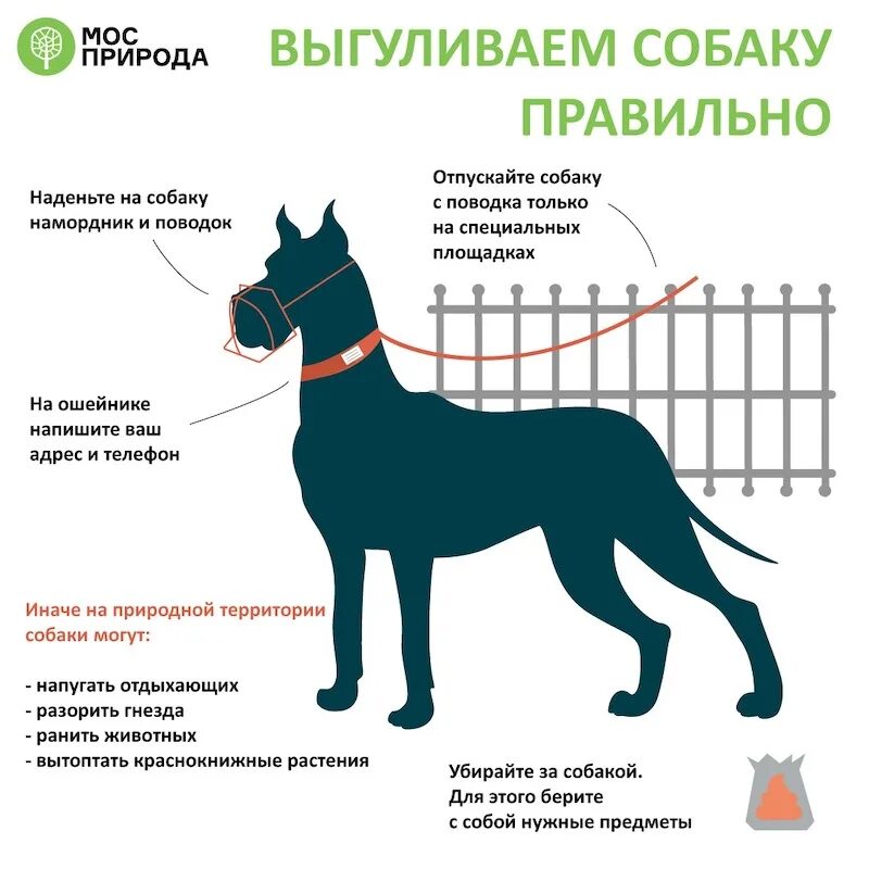 Как правильно выгуливать собаку. Как правильно выливать собаку. Правила выгула собак. Правила выгула домашних животных.