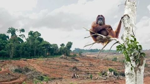 Destruction of wildlife