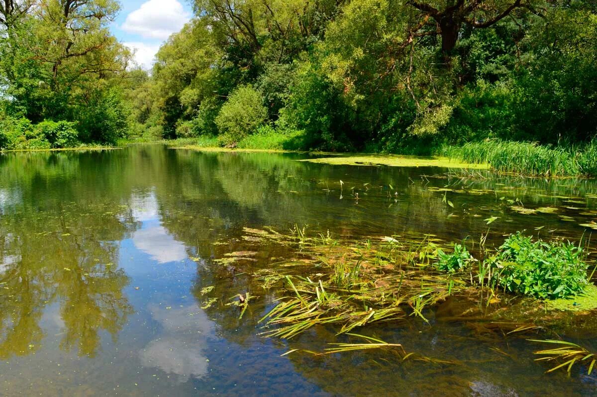 Речка ворона. Река ворона Борисоглебск. Река ворона Кирсановский район. Река ворона Тамбовской области. Река ворона Тамбов.