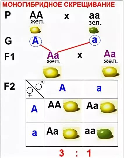 Составьте схему моногибридного скрещивания. Схема моногибридного скрещивания. Схема и таблица моногибридного скрещивания. Моногибридное скрещивание таблица. Генетическая схема моногибридного скрещивания.