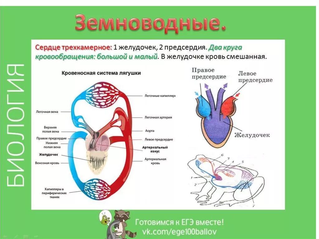 Земноводные строение кровеносной системы сходство и различия. Строение сердца и кровеносной системы лягушки. Круги кровообращения у позвоночных животных схемы. Строение кровеносной системы амфибий схема. Кровеносная система позвоночных млекопитающих.