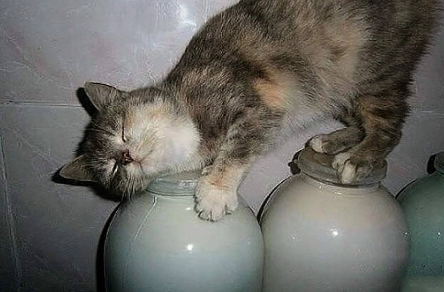 Кот в молоке. Кот и молоко. кот в сметане. смешной кот и молоко. кот лакает сметану.