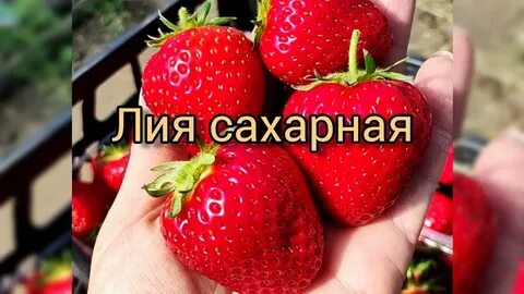 Сахарная клубника описание