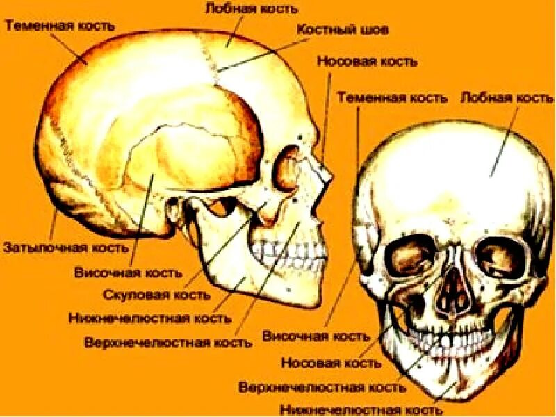 Скуловая и теменные кости. Граница мозгового и лицевого отделов черепа. Женский череп анатомия. Лицо анатомия череп.