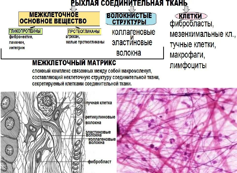 Схема соединительной ткани анатомия. Соединительные ткани строение клеток ткани. Строение соединительной ткани соединительная. Соединительная ткань строение ткани.