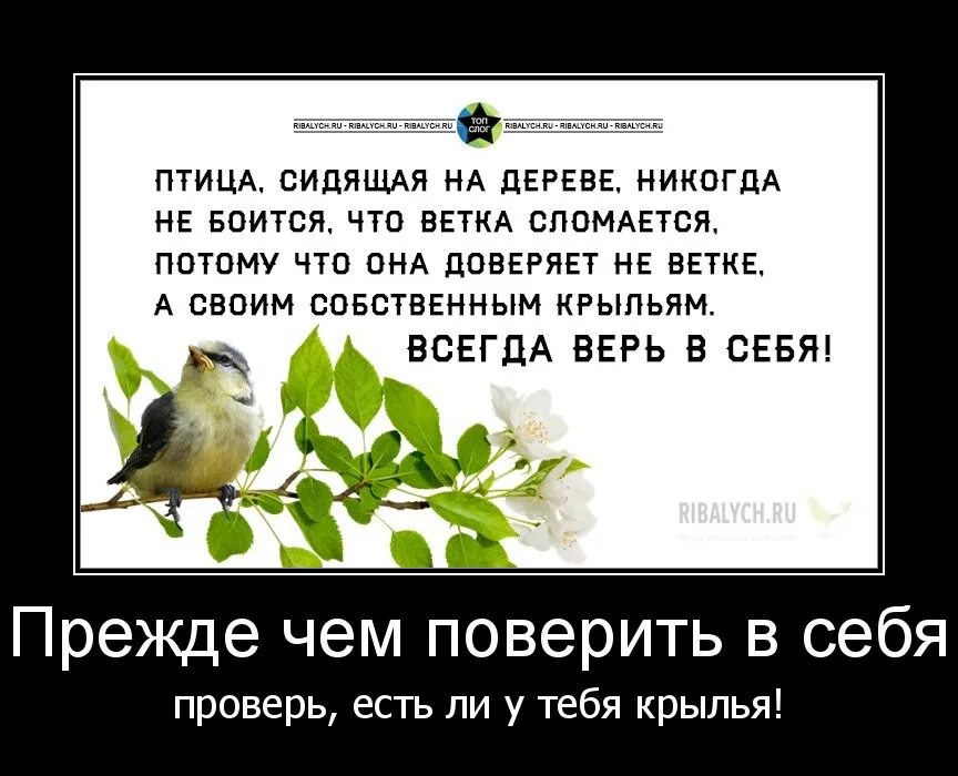 Верь в себя потому что. Птица сидящая на дереве никогда не боится что. Цитаты про птиц. Фразы про птиц. Птица сидящая на дереве не боится что ветка сломается.