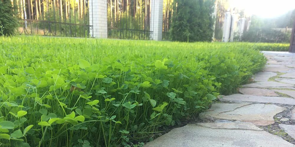 Какую траву можно посеять