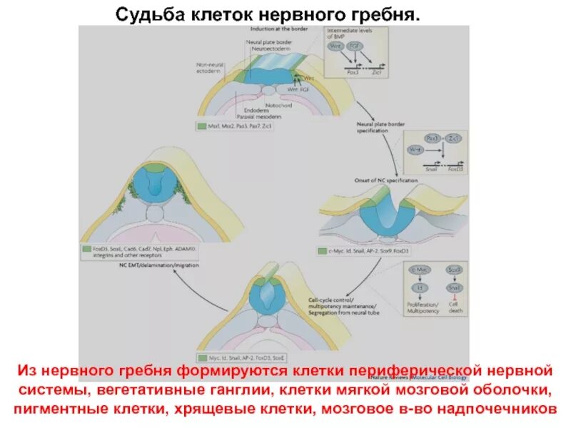 Производные клеток нервного гребня. Миграция клеток нервного гребня. Клетки из нервного гребня. Из клеток нервного гребня развиваются. Формирующийся гребень