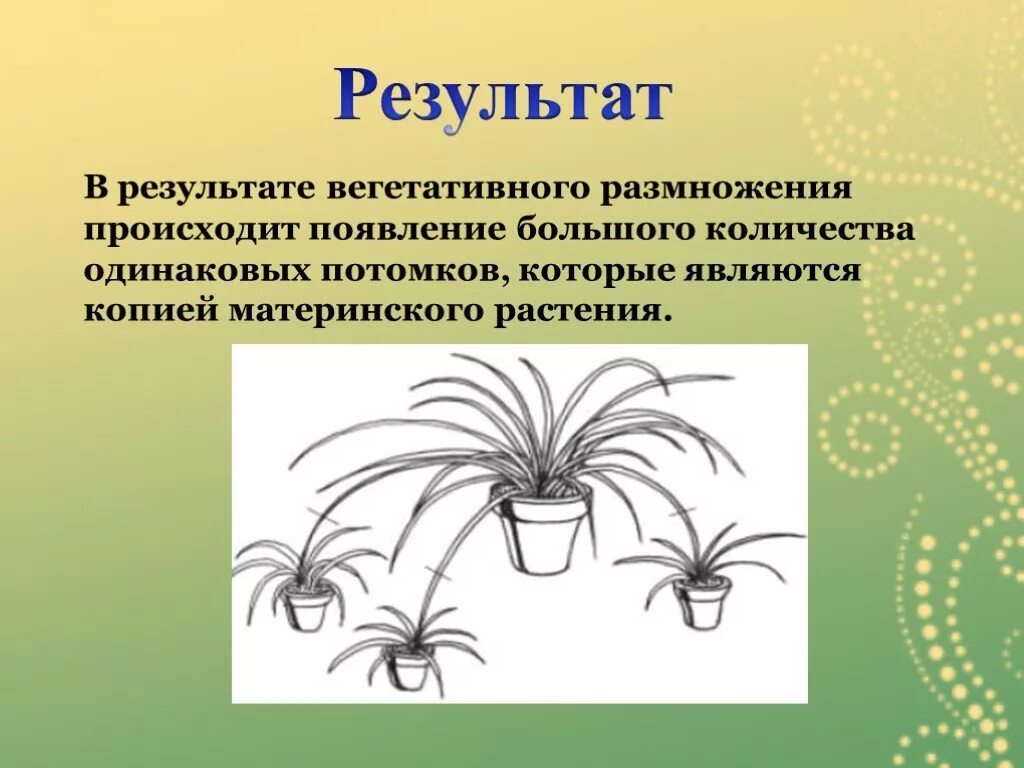 Вегетативное размножение растений. Вегетативное размножение презентация. Вывод по вегетативному размножению комнатных растений. Презентация по биологии вегетативное размножение. Вегетативное размножение растений 6 класс лабораторная работа