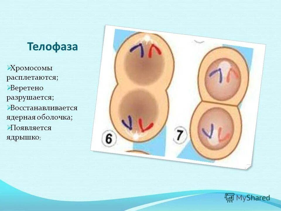 в каких фазах хромосомы спирализованы